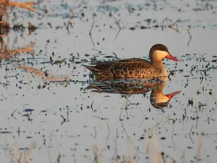 Red billed Teal